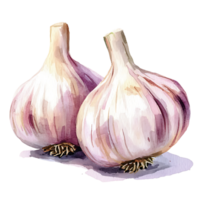 Fresh garlic bulbs with watercolor effect, showcasing their natural beauty png