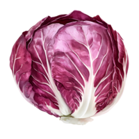 Fresh red cabbage with vibrant leaves and crisp texture png