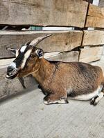 A goat photographed up close on a farm photo