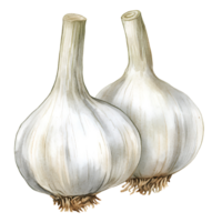 Fresh garlic bulbs with white skin and roots, perfect for cooking png