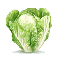 Fresh green cabbage with crisp leaves and vibrant color png