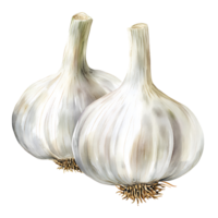 Fresh garlic bulbs with white skin and roots, perfect for cooking png