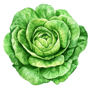 frisch Grün Grüner Salat mit beschwingt Blätter und kompliziert Einzelheiten png