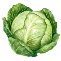 Fresh green cabbage with vibrant leaves and round shape png
