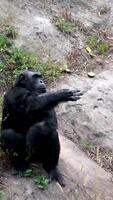 Chimpanzee, Pan troglodytes, a species of great ape Western Lowland Gorilla eating vegetables and fruit on grass background. Silverback gorilla sits in the meadow video