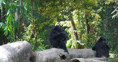 Chimpanzee, Pan troglodytes, a species of great ape Western Lowland Gorilla eating vegetables and fruit on grass background. Silverback gorilla sits in the meadow video