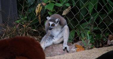 Ring-tailed lemur, Lemur catta, primate, medium to large size, wet nose The ruffed red vari, sitting on the ground, fur picking and self grooming, close up shot. video