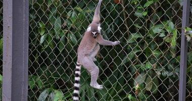 Ring-tailed lemur, Lemur catta, primate, medium to large size, wet nose The ruffed red vari video