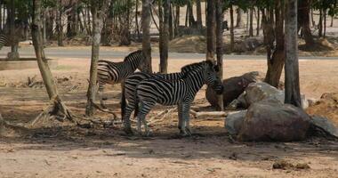 fechar-se tiro do grupo do zebras jogando e pastar dentro a natureza. borrado floresta dentro fundo. selvagem animais dentro uma jardim zoológico. video