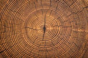 rustic table with a pattern of annual rings. wood texture cut stump background photo