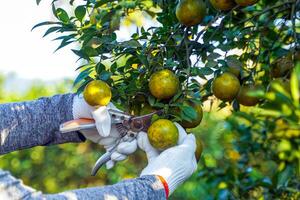 Organic orange farmers use scissors to cut oranges from the trees. Soft and selective focus. photo