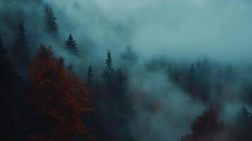 A forest with trees covered in fog photo