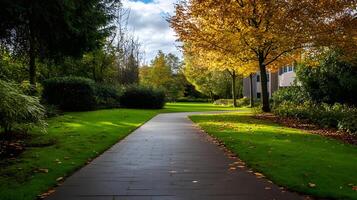 A path in a park with a tree in the middle photo