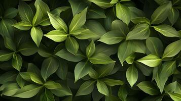 A close up of green leaves with a mood of serenity and calmness photo