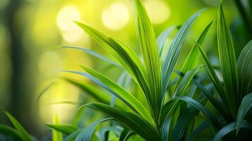 A lush green plant with leaves that are full and vibrant photo