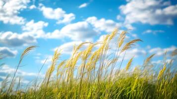 A field of tall grass with a clear blue sky in the background photo