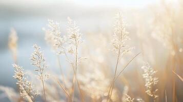 A field of grass with a few flowers in the foreground photo