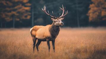 A deer stands in a field of tall grass photo