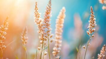 A field of tall, slender grass with a bright blue sky in the background photo