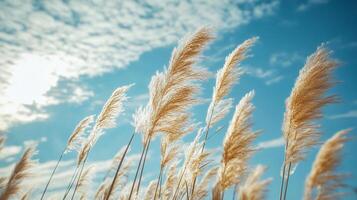 A field of tall grass with a clear blue sky in the background photo