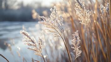 A field of grass with frost on it photo