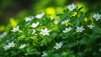 A field of white flowers with green leaves photo