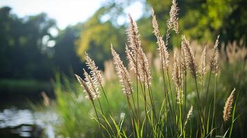 A field of tall grass with a body of water in the background photo