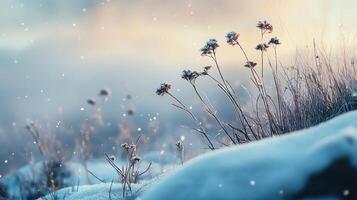 A snowy field with a few plants and a few snowflakes photo