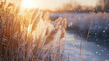 A field of tall grass covered in snow photo
