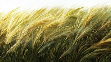 A field of tall grass with a lot of wind blowing through it photo