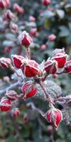 Winter buds emerge on a frost-covered plant in a tranquil outdoor setting during early morning photo