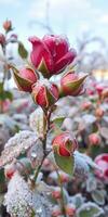 Close-up view of frozen red rose buds surrounded by frost in a garden during winter photo
