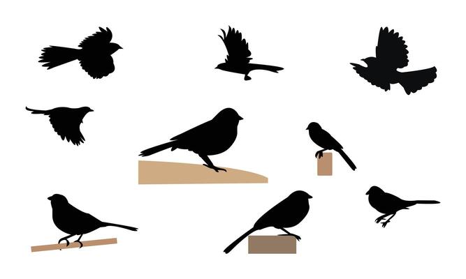 Towhee Bird Silhouette Collection
