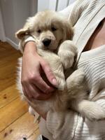 Cute little puppy photo