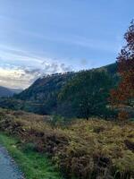 Trees in Ireland photo