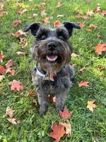 Cute fall schnauzer smiling photo