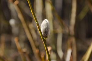 Willow branch with bud blossoming in spring. High quality photo