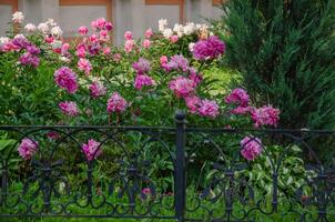 Beautiful peonies blooming in the garden photo