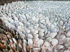 Beautiful kind of art An organized pattern of white clam or oyster shells arranged in rows, forming a visually appealing gradient-like pattern. photo