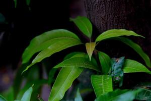 A group of green mango tree leaves attached to a trunk, featuring healthy foliage.Dark beautiful leaves Selective focus background blur photo