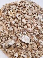 A dense cluster of seashells or barnacles, displaying a rugged and natural marine texture showcasing art photo