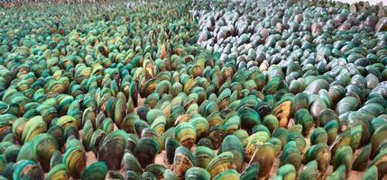 Bright colours Dense arrangements of green-lipped mussels, showing vibrant green and earthy tones. The patterns are consistent and cover the surface densely, emphasizing a natural photo