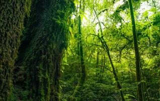 Tree trunk to green leaves of tree in forest with sun light. Fresh environment in green woods. Forest tree on sunny day. Natural carbon capture. Sustainable conservation and ecology. Green carbon sink photo