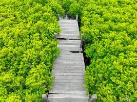 Aerial view lush green mangrove forest. Wooden bridges for natural trails, highlighting ecotourism opportunities, carbon capture benefits, and vital role mangroves play in combating climate change. photo