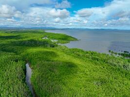 Green mangrove forest. Carbon sequestration and storage. Blue carbon ecosystem. Mitigation of climate change impacts. Mangrove tree capture CO2. Carbon offset. Carbon credits and trading programs. photo