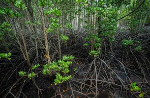 Lush mangrove forest with complex root system in coastal swamp. Wetland habitat filtering water and supporting rich biodiversity. Efficient natural carbon capture mechanism mitigating global warming. photo