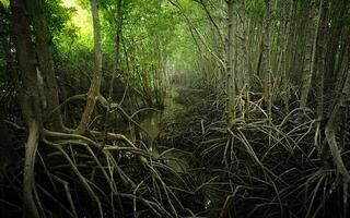 Mangrove root network in swamp forest. Nature's resilient system combating coastal erosion and climate change. Sustainable wetland habitat acting as efficient carbon sink in tidal environments. photo