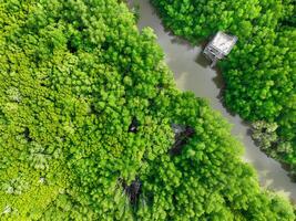 Aerial view green mangrove forest. Natural carbon sinks. Mangroves trees capture CO2. Blue carbon ecosystems. Mangroves absorb carbon dioxide emissions and mitigating global warming. Green ecosystem. photo