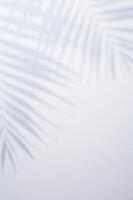White background with shadow of palm leafs photo