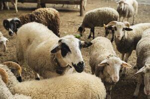 Sheeps behind a fence on a farm. photo